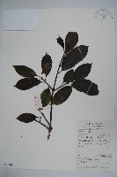 臺灣糊樗藏品圖，第1張