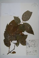 臘梅藏品圖，第1張