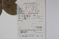 臘梅藏品圖，第2張