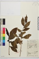 山鼠李藏品圖，第1張