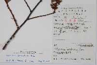 小葉獼猴桃藏品圖，第2張