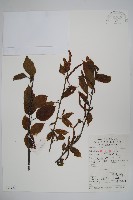 亮葉樺藏品圖，第1張