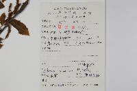 亮葉樺藏品圖，第2張