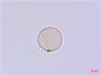 芫花藏品圖，第1張