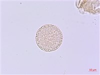 芫花藏品圖，第2張