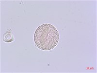 芫花藏品圖，第3張