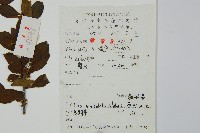 鼠李冬青、滿樹星藏品圖，第2張