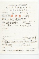 大葉火焰草藏品圖，第2張