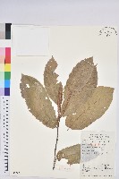 板栗藏品圖，第1張