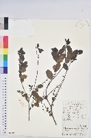 青灰葉下珠藏品圖，第1張