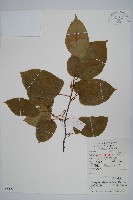 八角楓、瓜木藏品圖，第1張