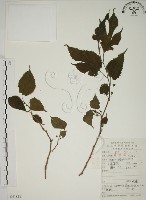 小桑樹藏品圖，第1張