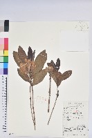 羊躑躅藏品圖，第1張