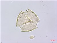 賽山梅藏品圖，第1張