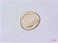 賽山梅藏品圖，第2張