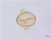 賽山梅藏品圖，第3張