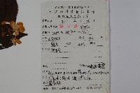 蝴蠂莢迷藏品圖，第2張