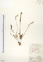 綬草藏品圖，第1張