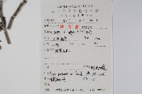 雞爪槭藏品圖，第2張