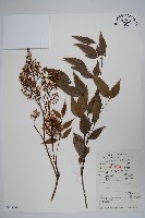 南天竹、天竹、蘭天竹藏品圖，第1張