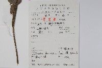 南天竹、天竹、蘭天竹藏品圖，第2張