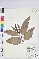 錐栗藏品圖，第1張