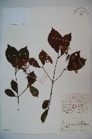 莢迷藏品圖，第1張