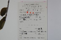 莢迷藏品圖，第2張