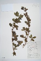 五加藏品圖，第1張