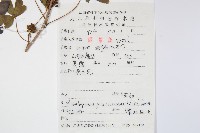 五加藏品圖，第2張