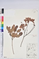 唐杜鵑、大屯杜鵑、中原氏杜鵑藏品圖，第1張