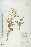 葶藶藏品圖，第1張