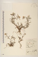 父子草、天青地白藏品圖，第1張