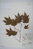 毛脈槭藏品圖，第1張