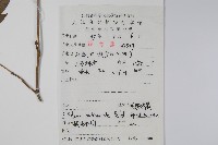 毛脈槭藏品圖，第2張