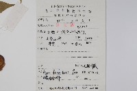 毛果槭藏品圖，第2張