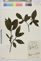 鈍齒鼠李藏品圖，第2張