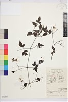 楊子鐵線蓮藏品圖，第1張