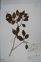 厚葉冬青藏品圖，第1張