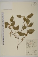 短梗南蛇藤藏品圖，第1張