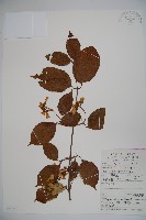 蝴蠂莢迷藏品圖，第1張