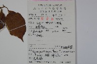 蝴蠂莢迷藏品圖，第2張