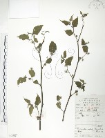 小構樹藏品圖，第1張