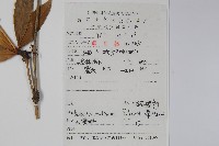 安徽小蘗藏品圖，第2張