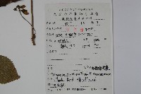 蝴蠂莢迷藏品圖，第2張