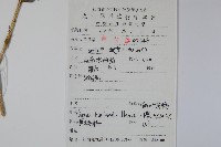 華南黃楊，雀舌黃楊，匙葉黃楊藏品圖，第2張