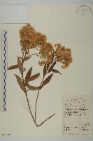 小舌紫菀藏品圖，第1張