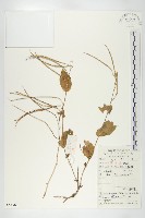 諸葛菜藏品圖，第1張