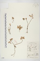 凹葉景天藏品圖，第1張