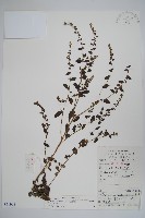 盾果草藏品圖，第1張